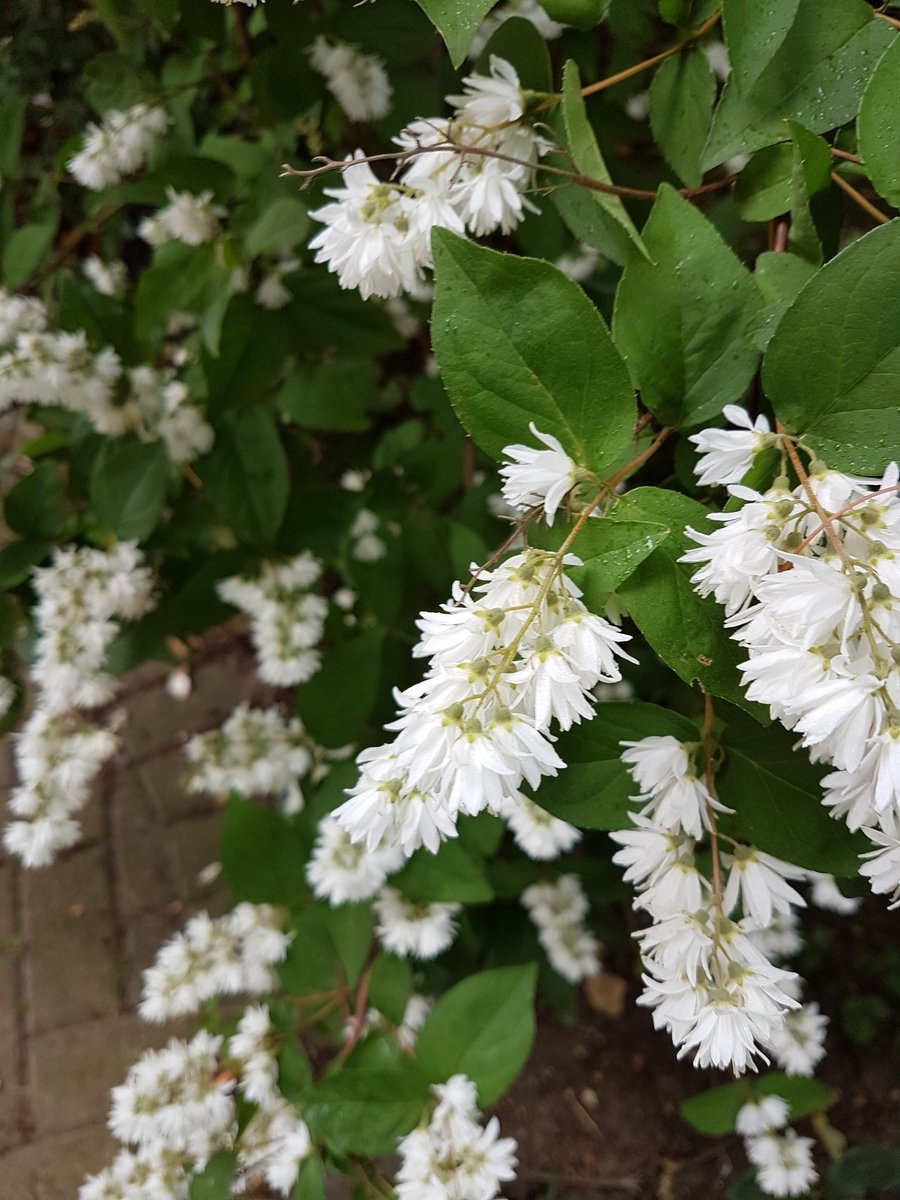 Дейция Вильморена