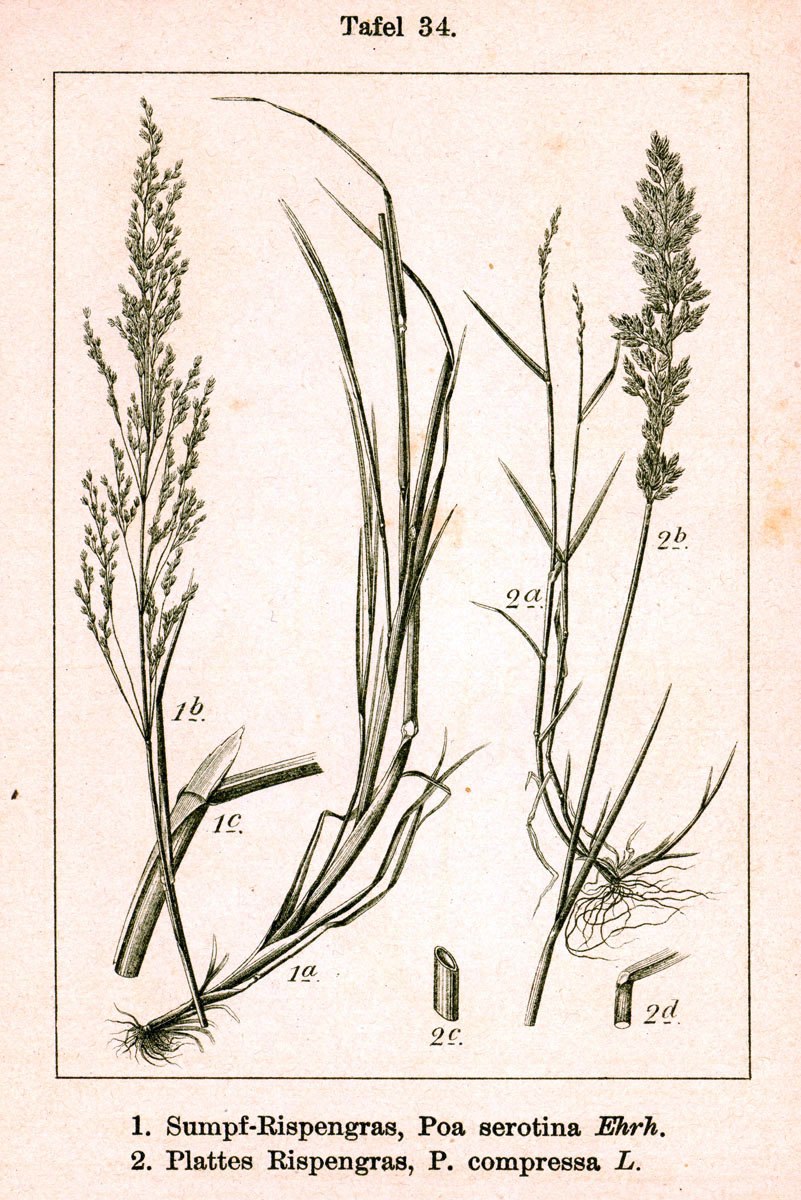 Мятлик обыкновенный