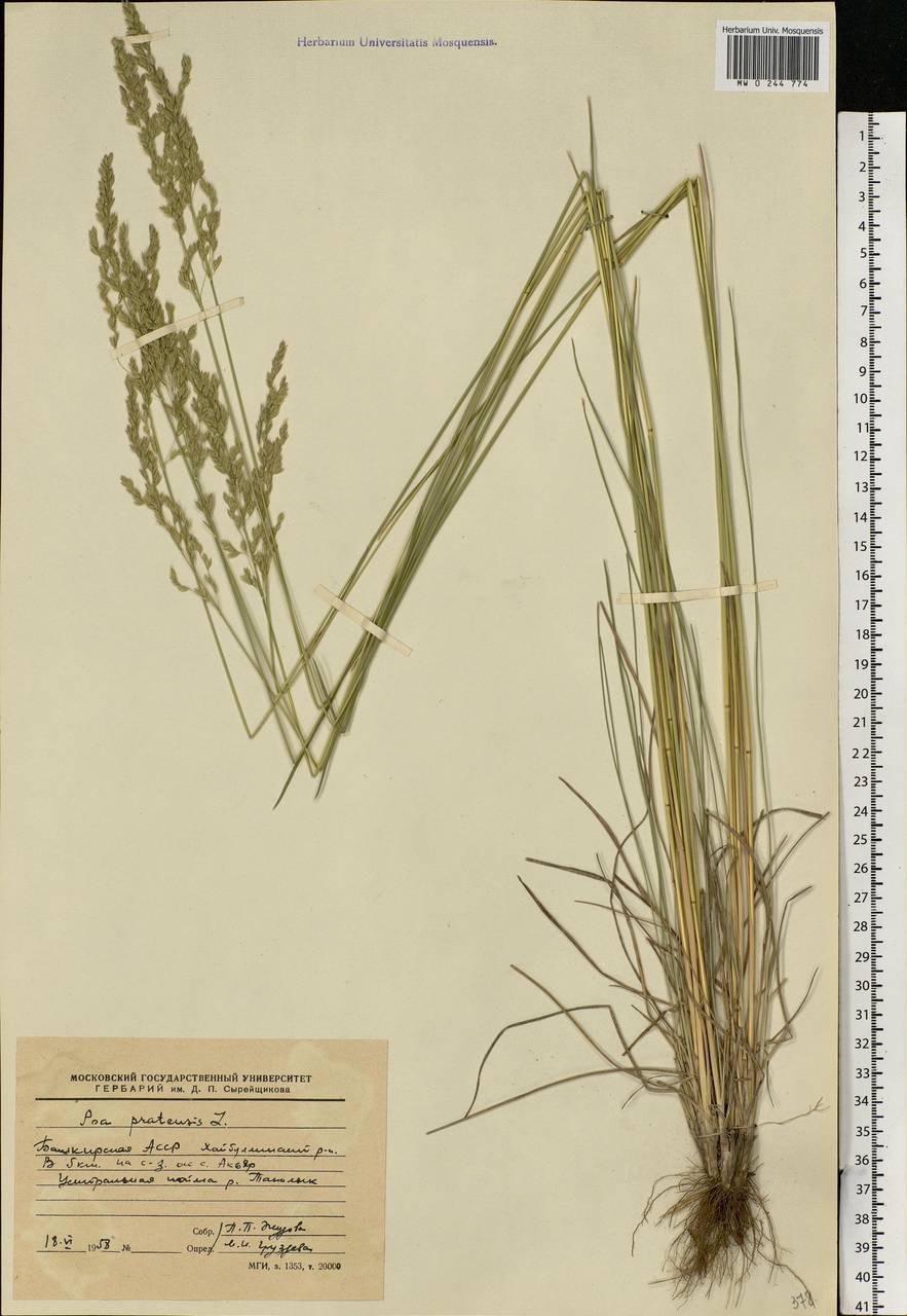 Мятлик Луговой