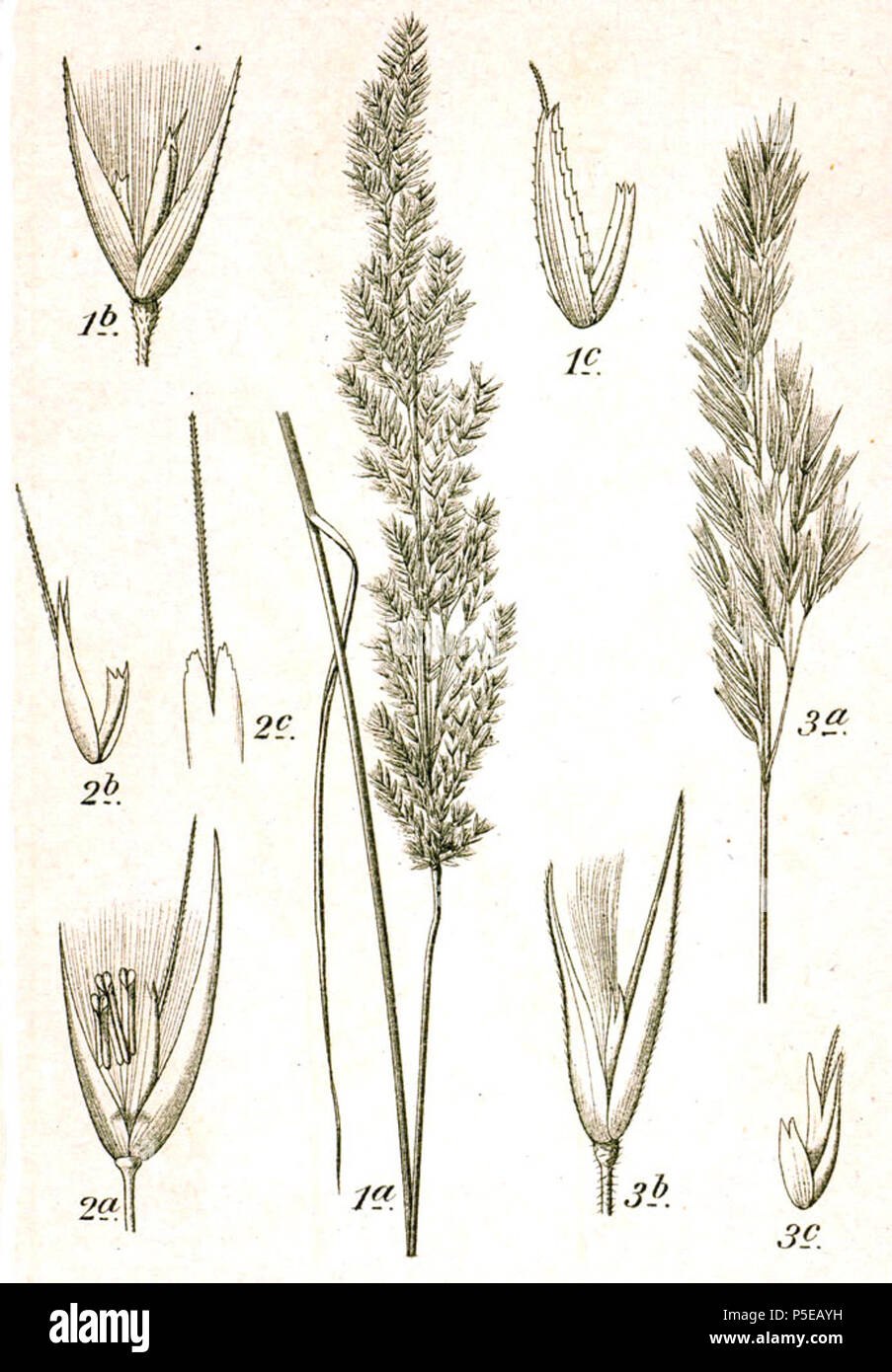 Дикорастущие злаковые растения