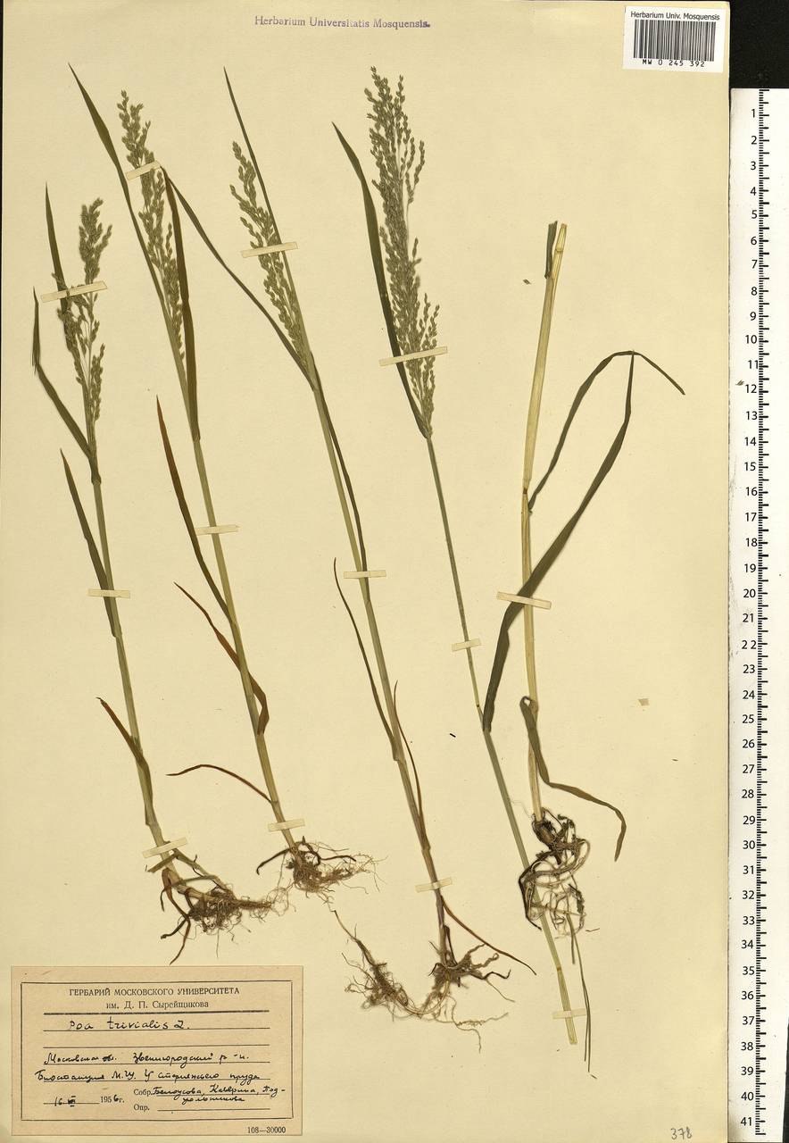 POA Badensis Haenke (p. Alpina Auct.) - Мятлик Баденский