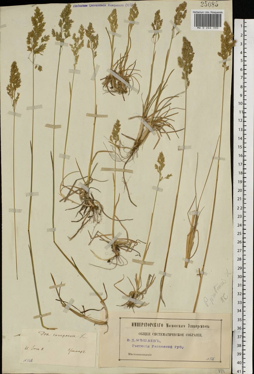Колос озимой пшеницы схема