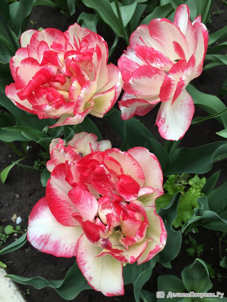 Тюльпан cartouche