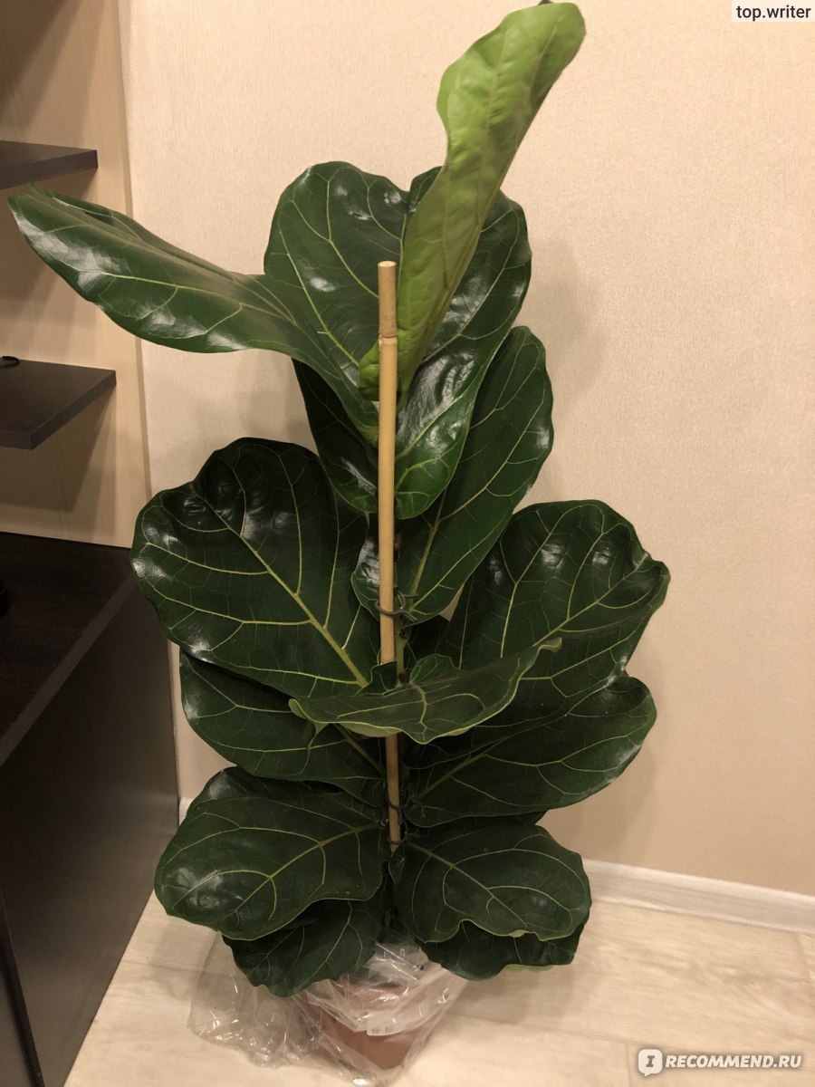 Фикус лирата Бамбино взрослое растение