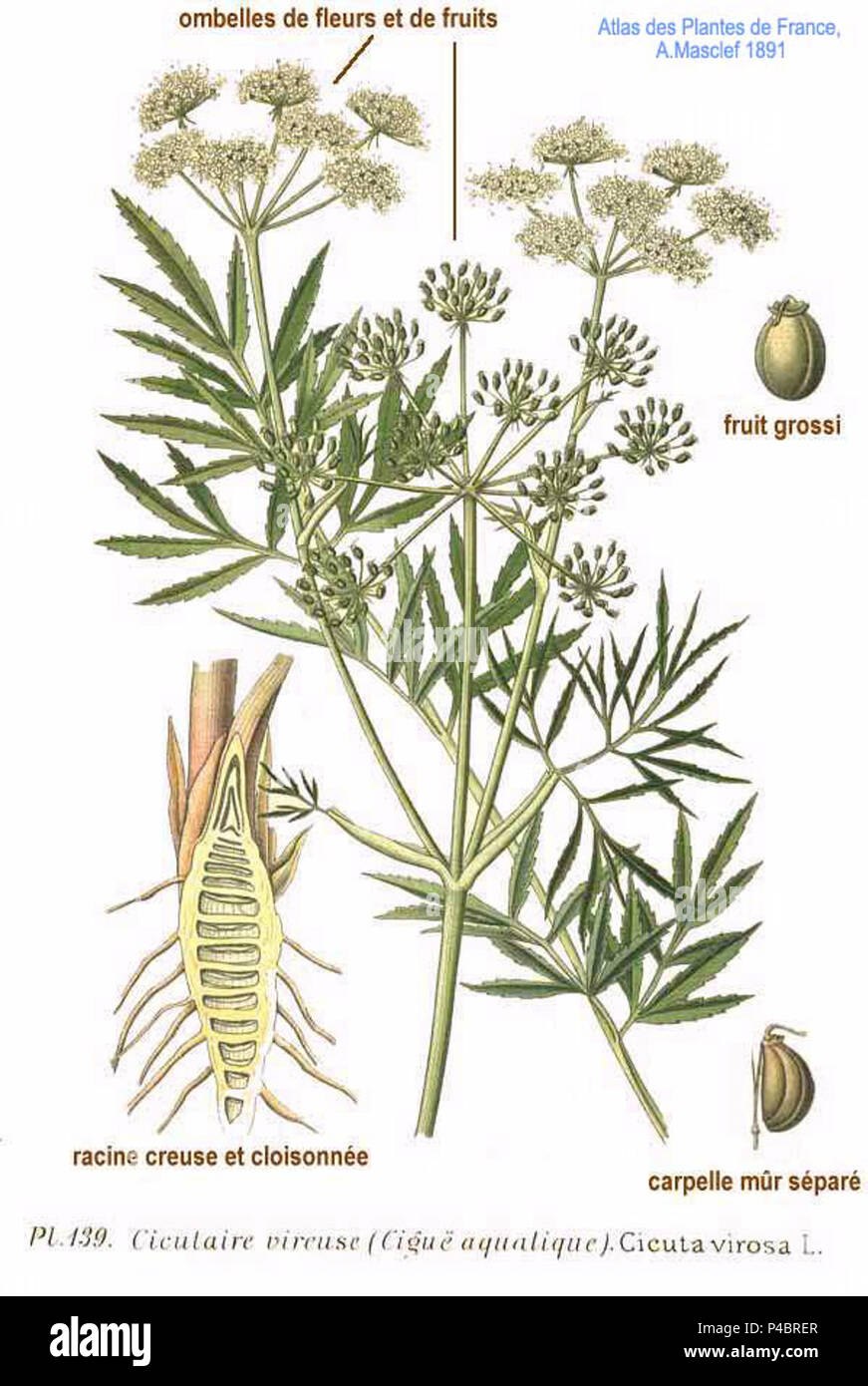 Вех ядовитый Крым