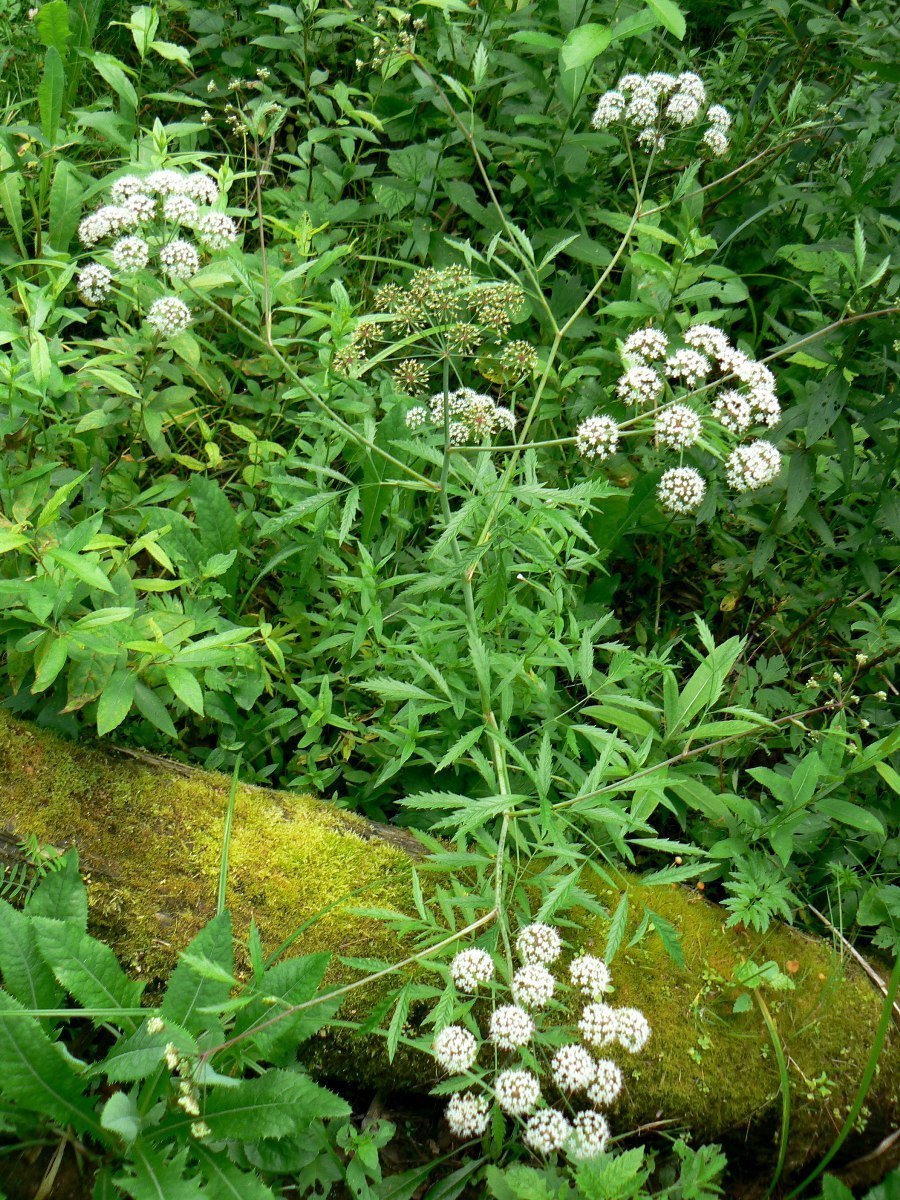 Цикута растение