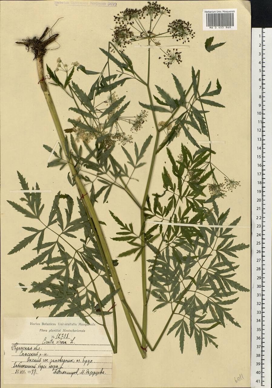 Вех ядовитый Cicuta virosa l.