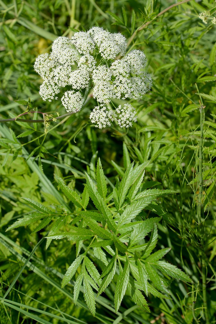 Растение цикута (76 фото)