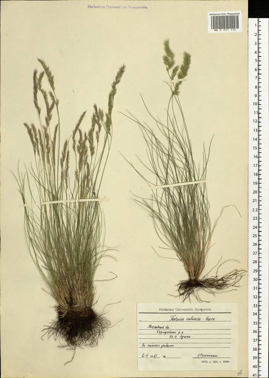 Ковыль Лессинга (Stipa lessingiana)