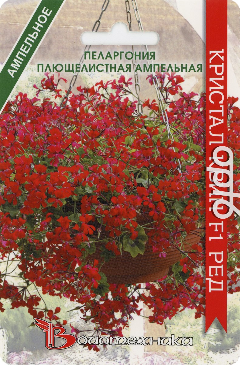 Пеларгония плющелистная ампельная Кристал Квин f1 ред