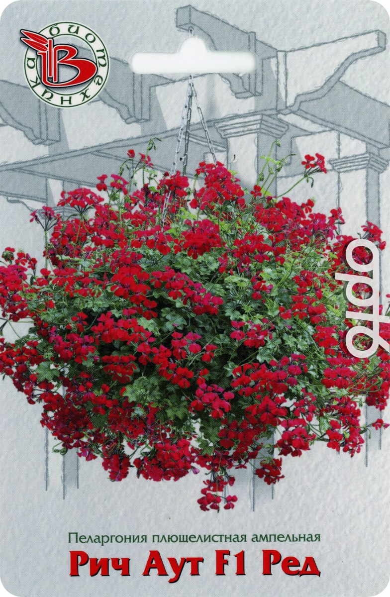 Пеларгония плющелистная ампельная Рич аут f1 Вайт