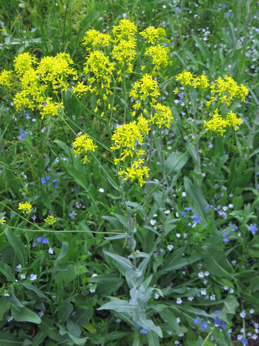 Вайда красильная