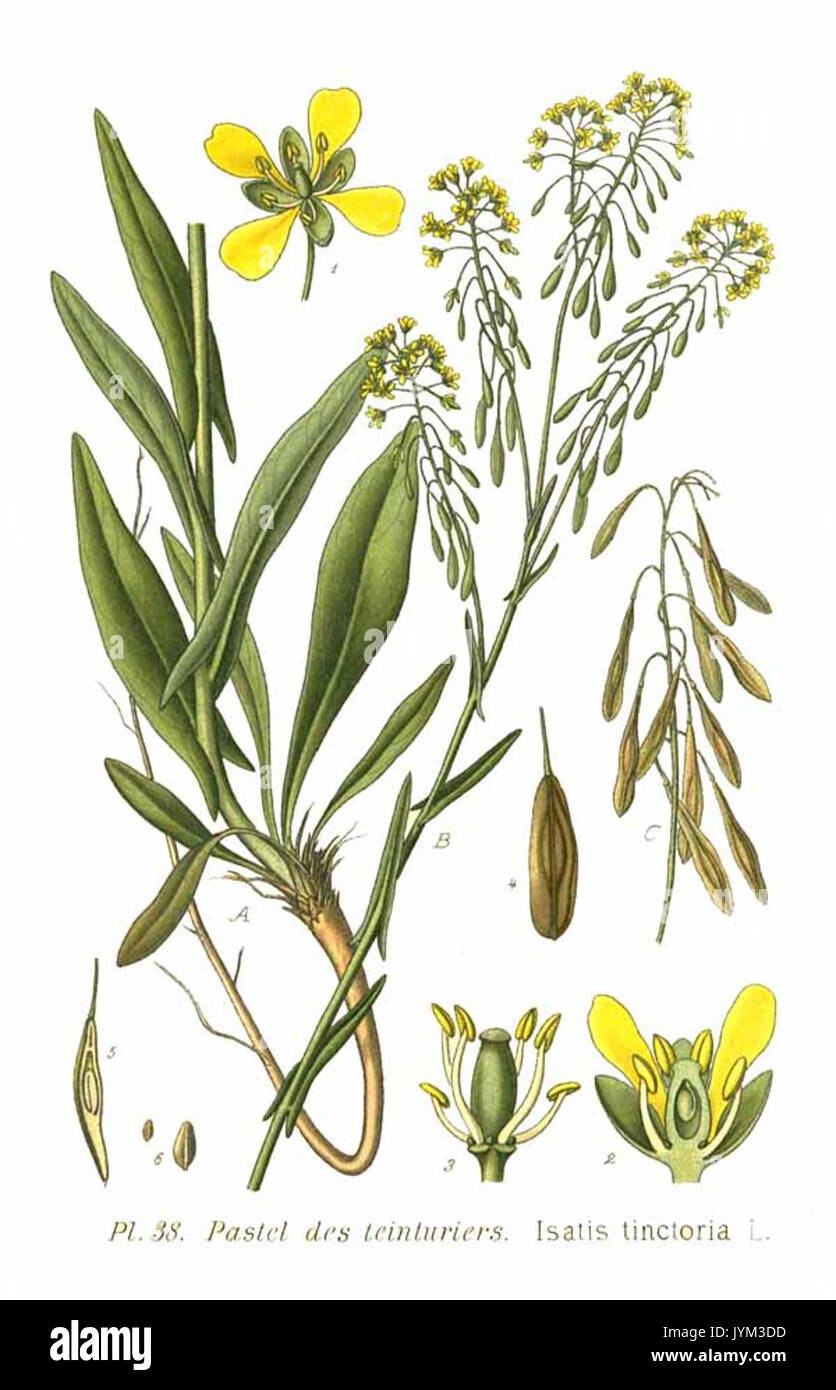 Усьма Вайда красильная