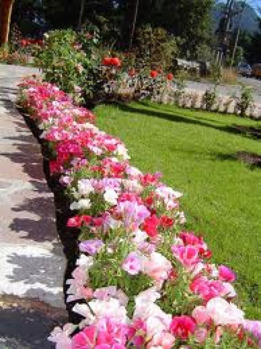 Годеция Монарх