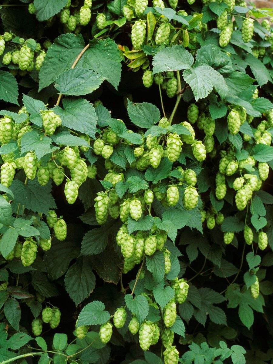 Хмель обыкновенный (Humulus lupulus)