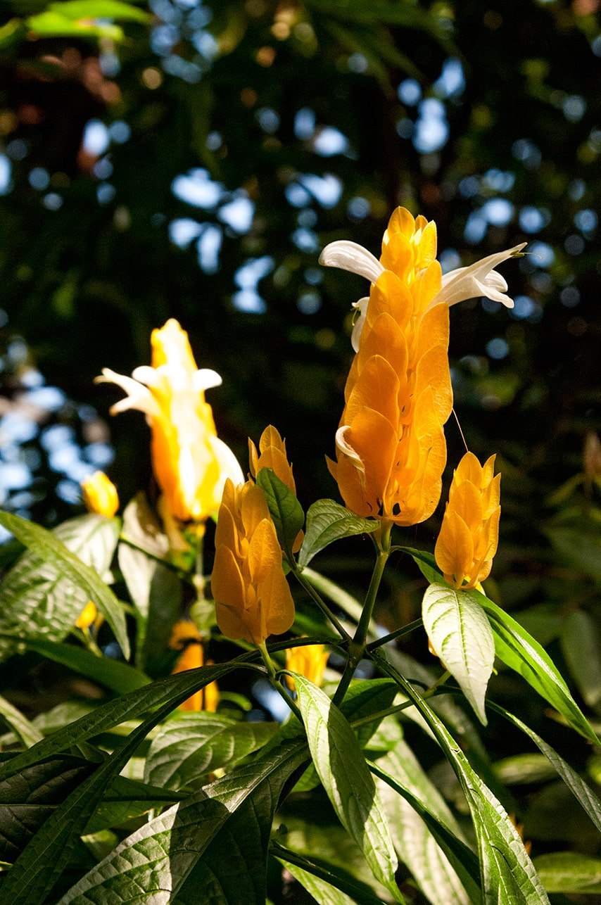 Пахистахис сиреневый