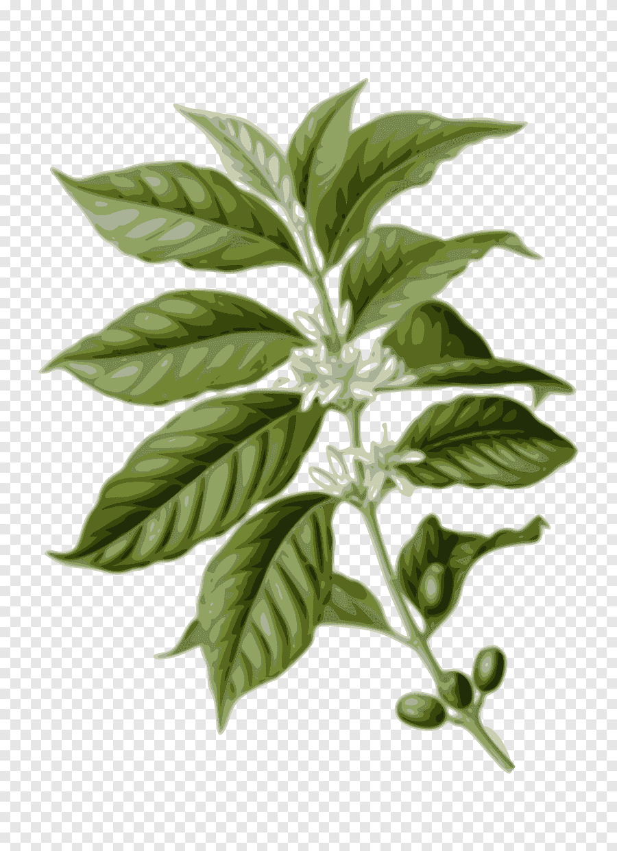 Арабика (Cofféa Arábica) зерна