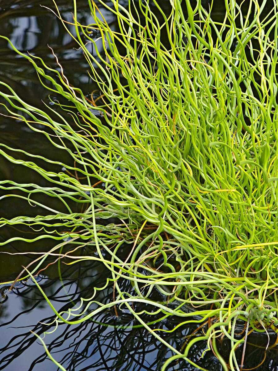 Ситник развесистый Juncus effusus