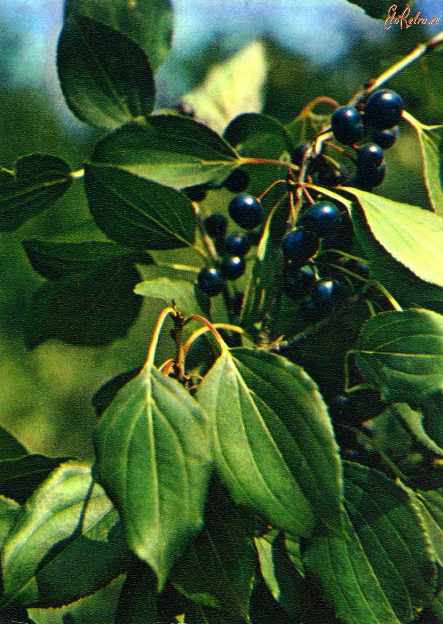 Жостер слабительный (Rhamnus cathartica)