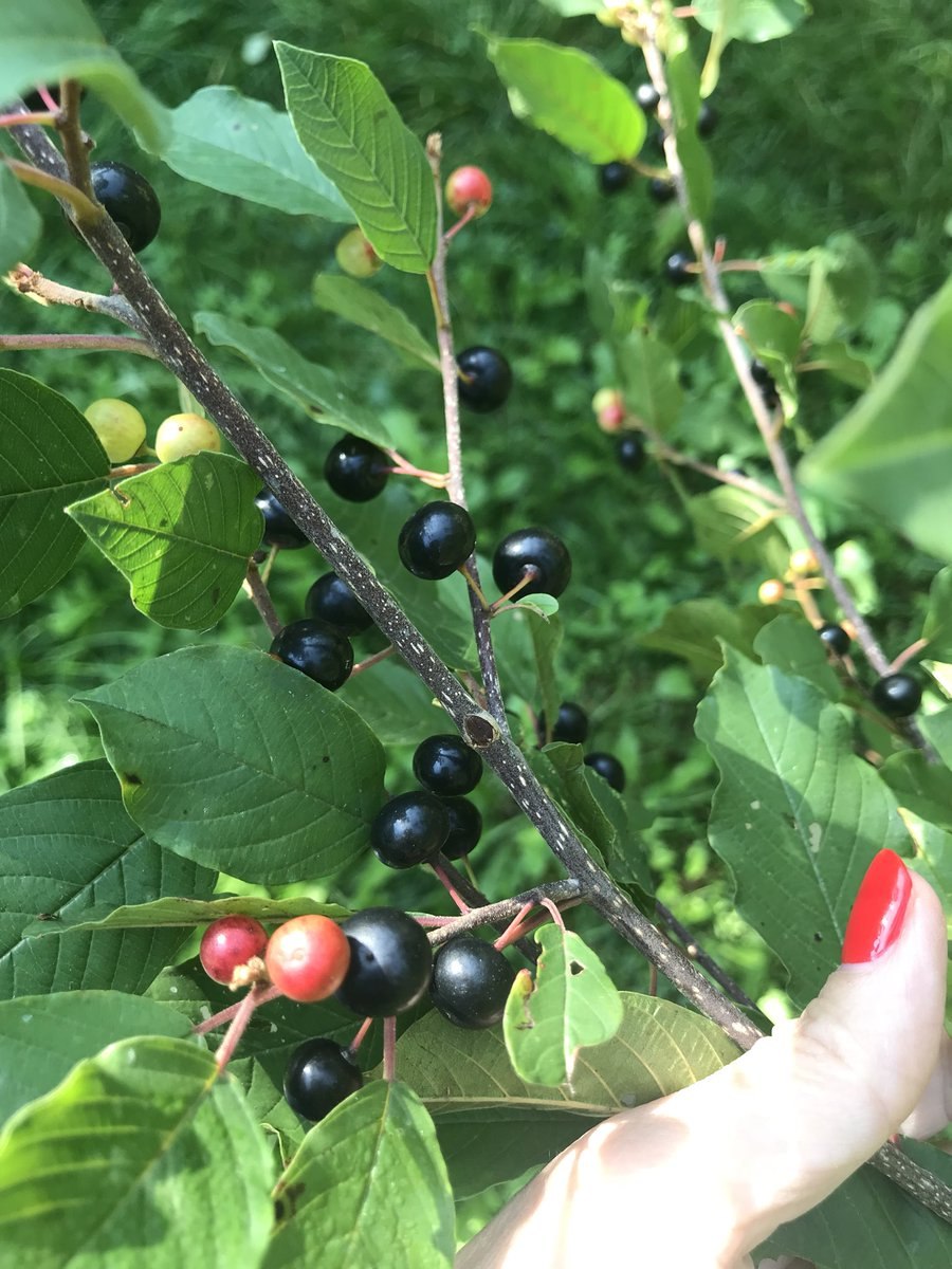 Крушина ольховидная ягоды