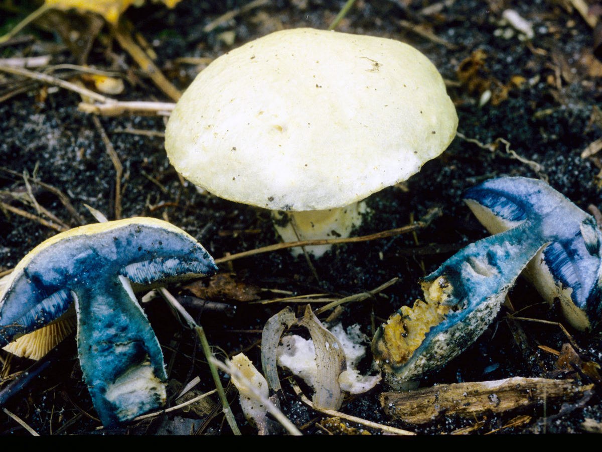 Гриб синяк. Гиропорус синеющий (Gyroporus cyanescens). Гиропор синеющий. Гиропорус синеющий, синяк. Синяк(Гиропорус синеющий) (Gyroporus cyanescens).