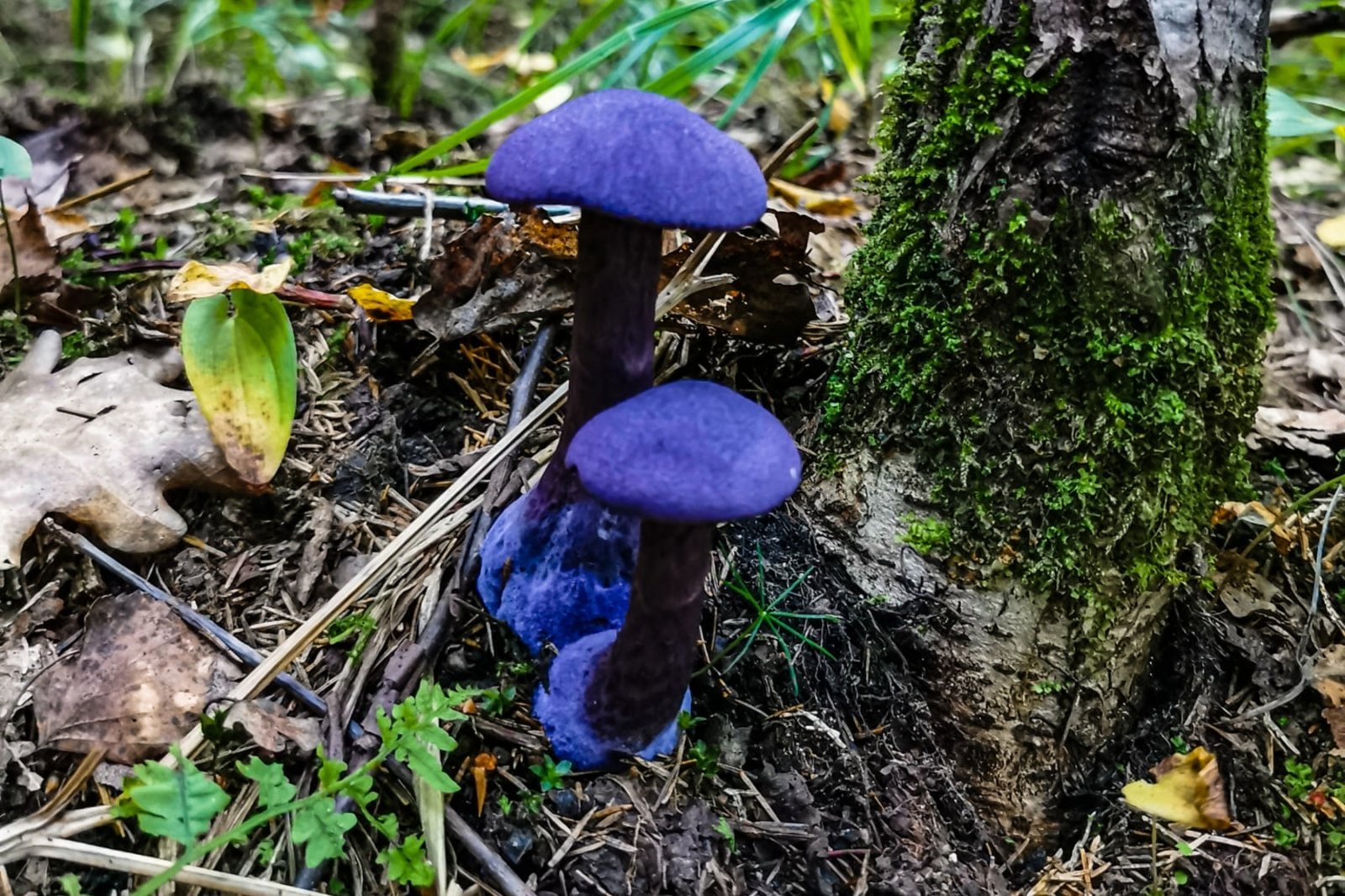 Живой синий гриб. Синий гриб. Красивые грибы фиолетовые. Фиолетовый гриб название. Синенькие грибы.