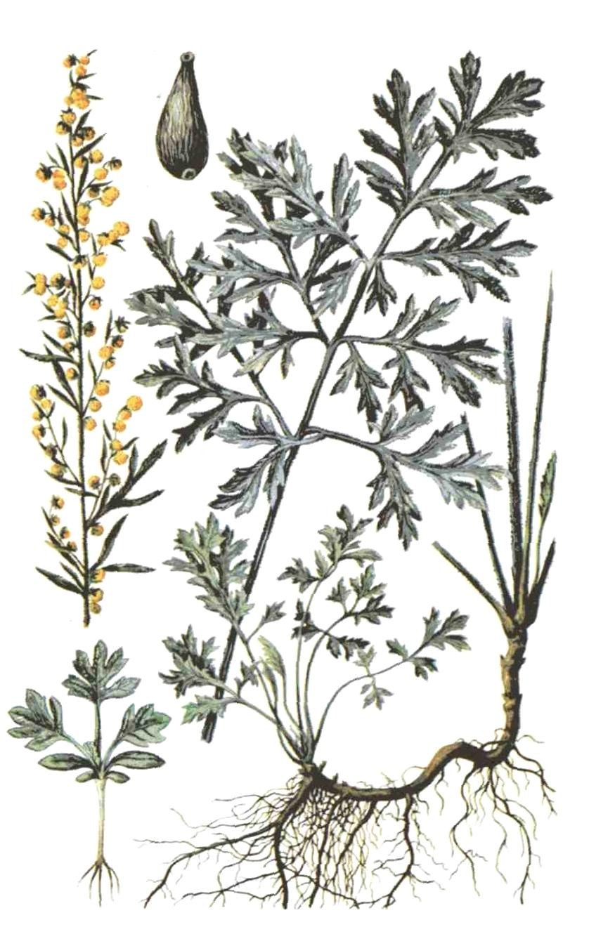 Полынь горькая (Artemisia absinthium)