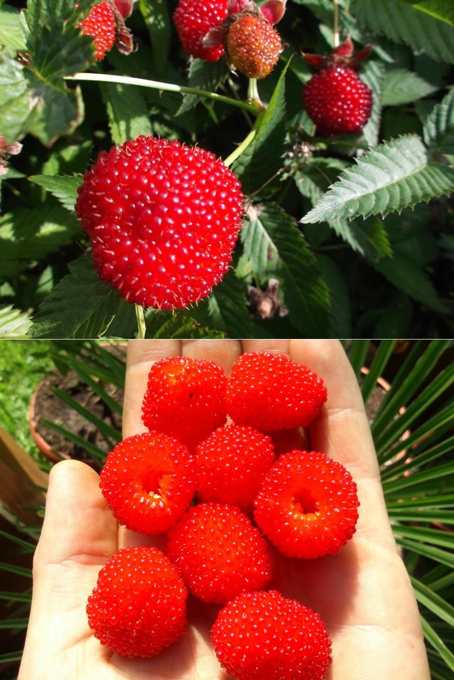 Малина душистая Rubus odoratus