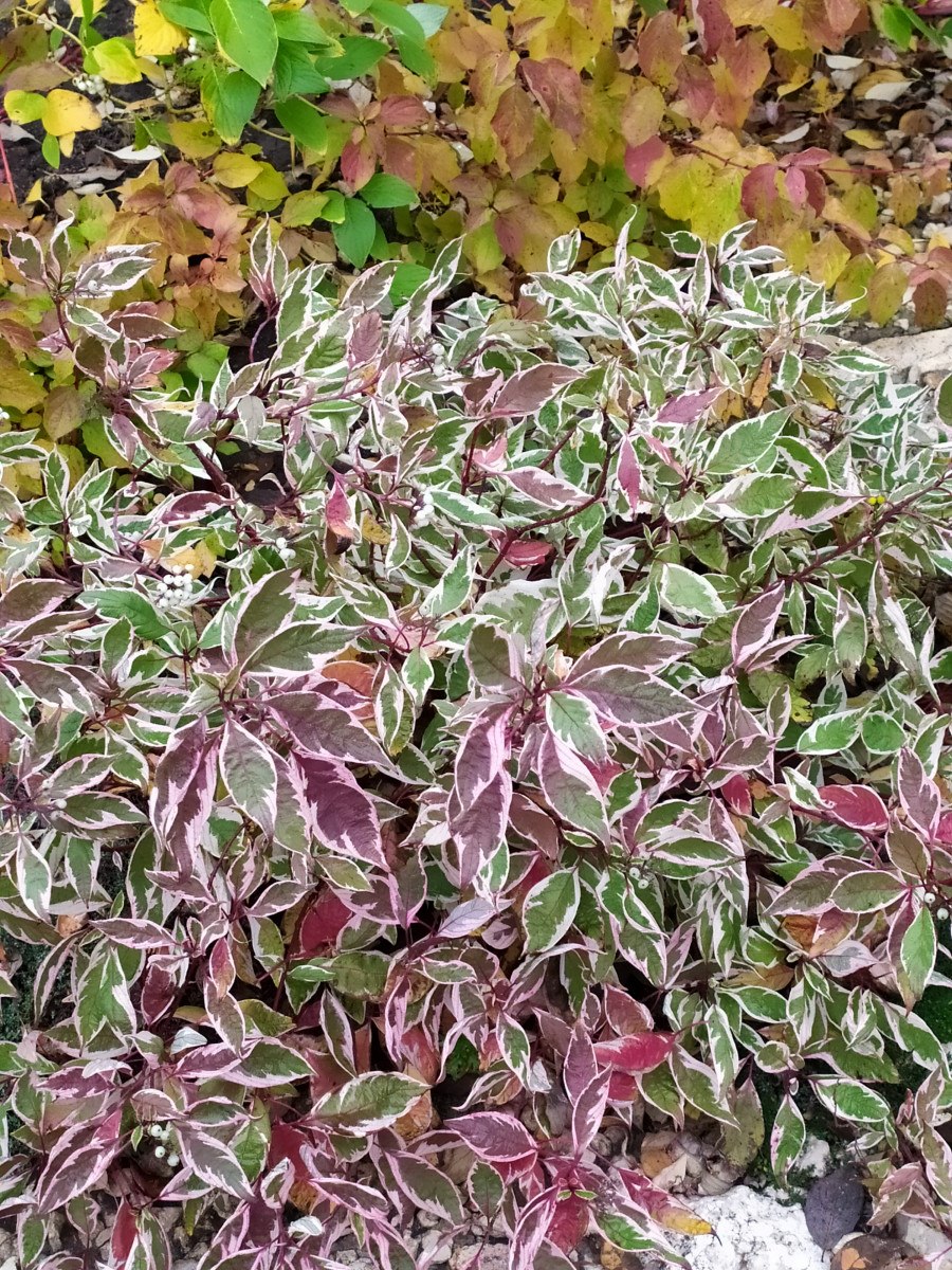 Дерен Вестонбирт