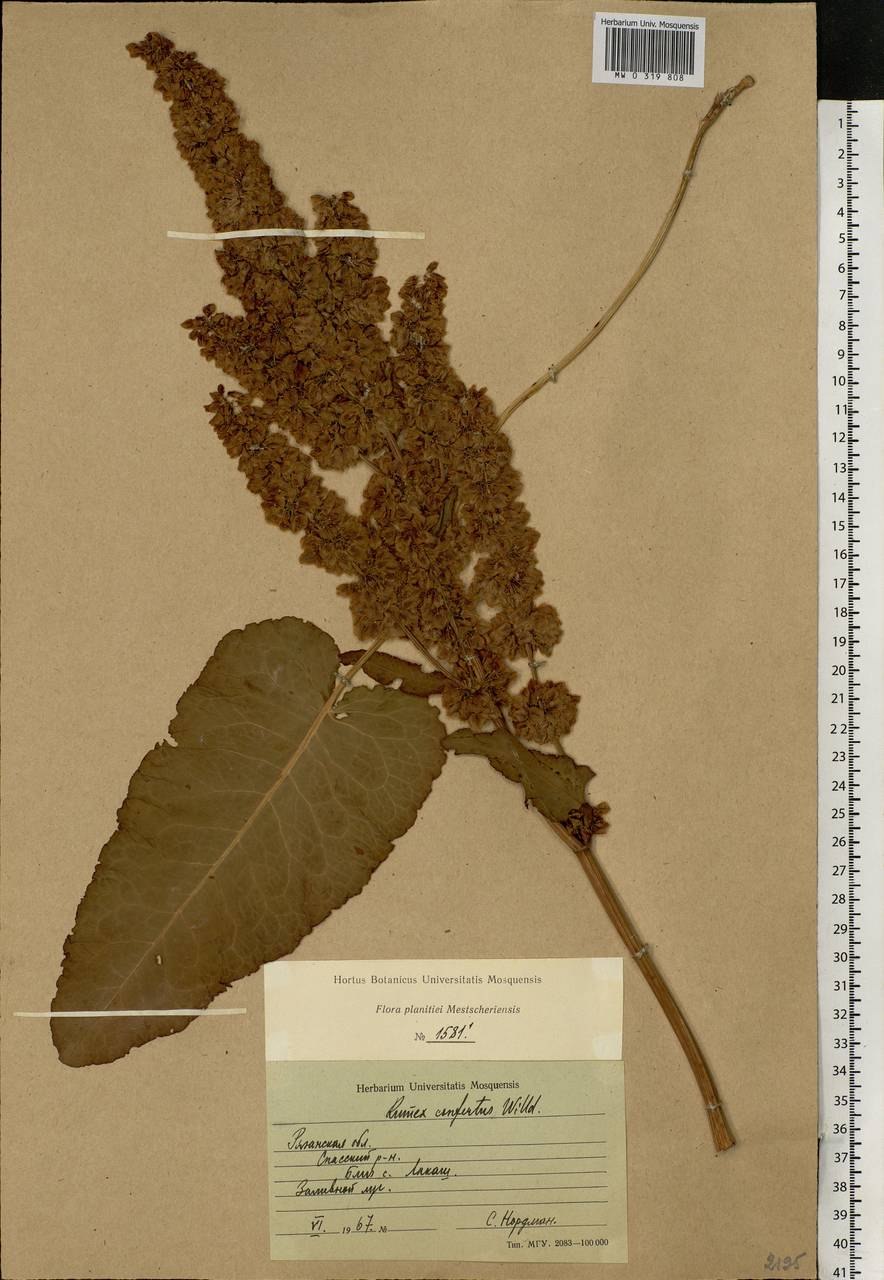 Щавель конский на белом фоне