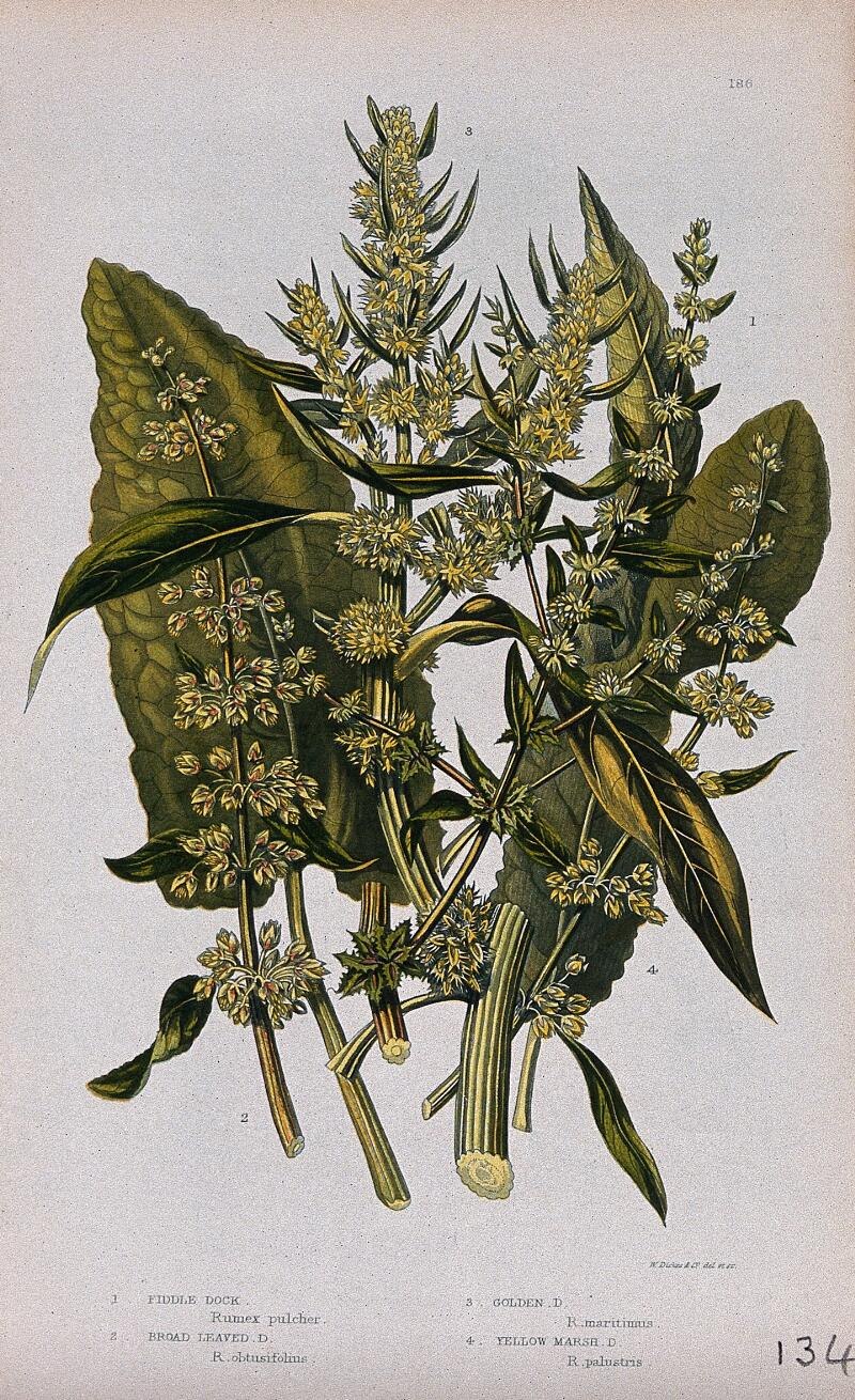 Конский щавель полезные свойства