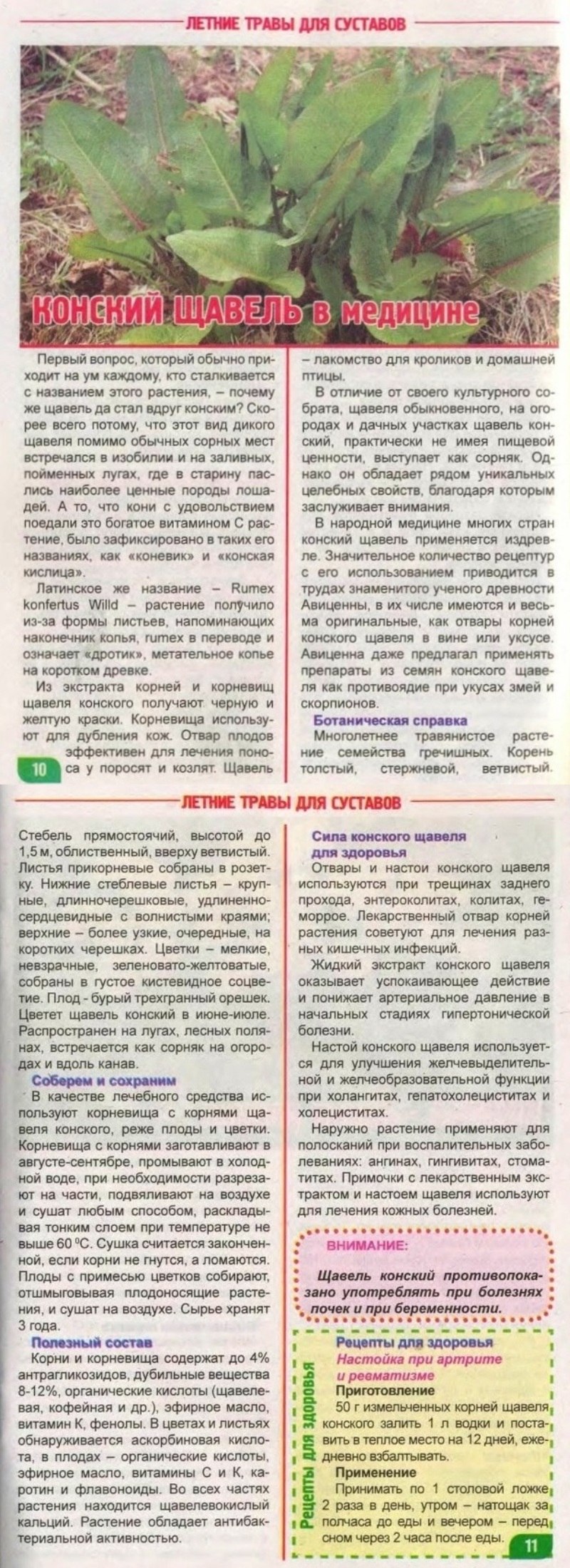 Травянистые растения СССР