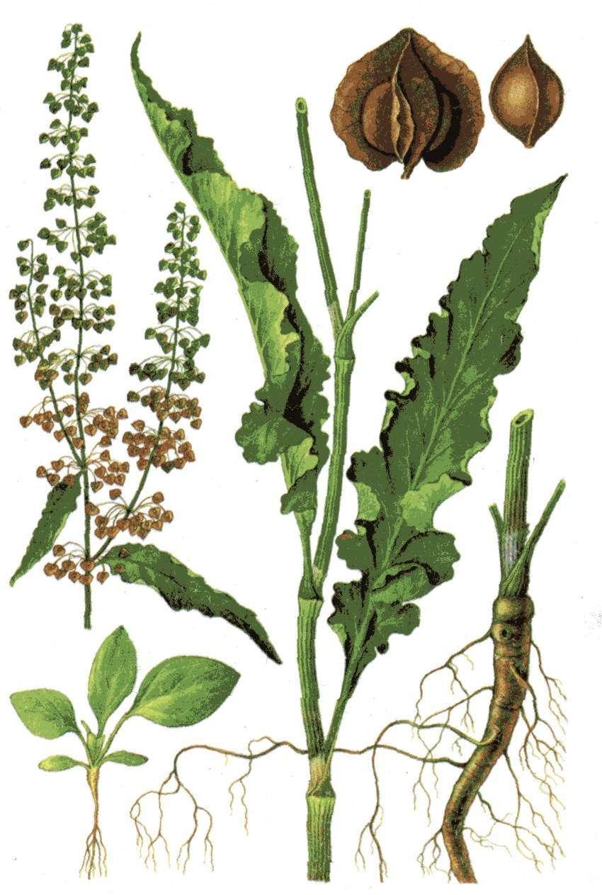 Конский щавель корень