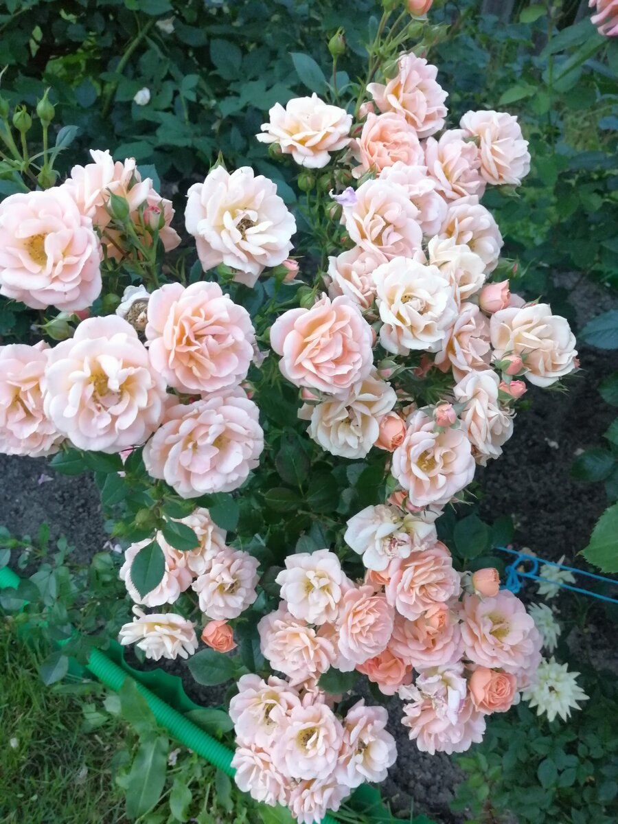 Роза Роуз Эприкот