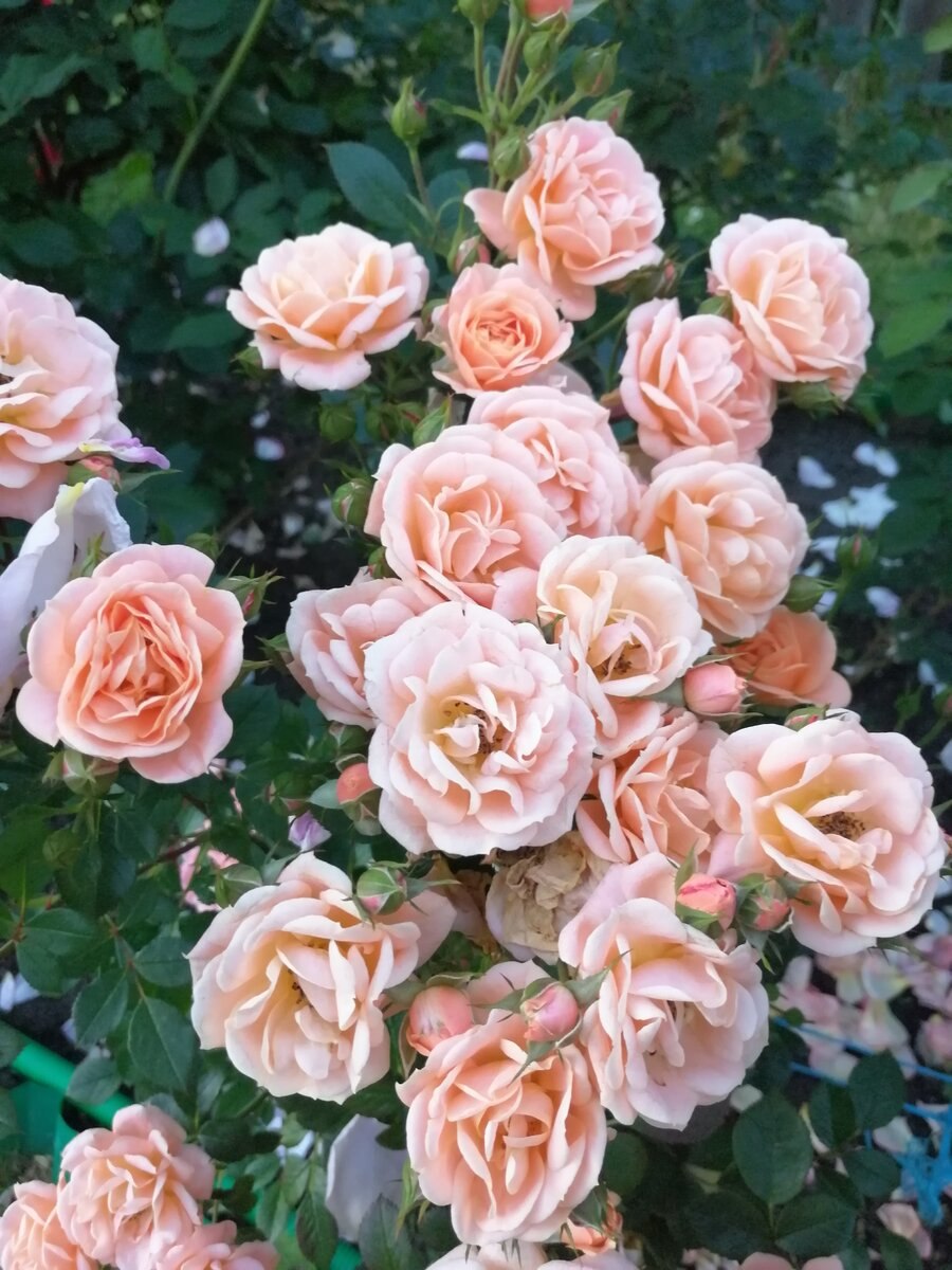 Роза бордюр Априкот