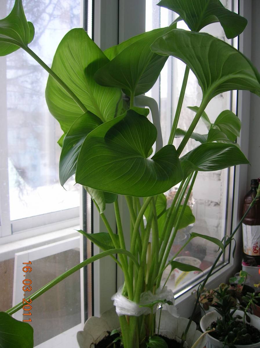 Цветы Диффенбахия,монстера,Антуриум