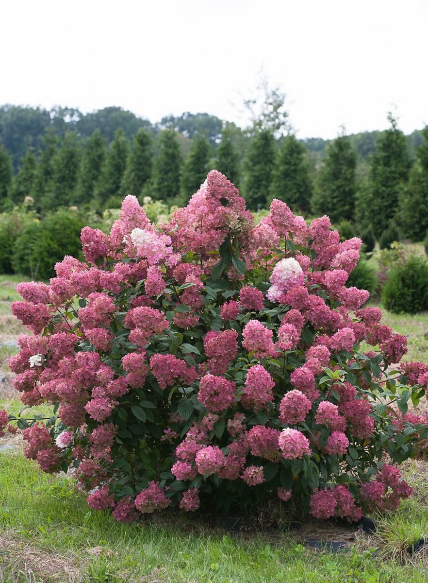 Гортензия метельчатая Пинк Даймонд