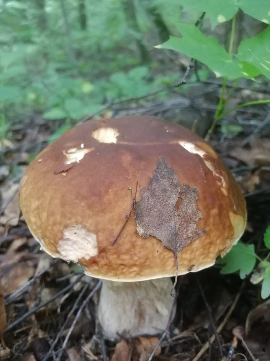 Несъедобные грибы Башкирии