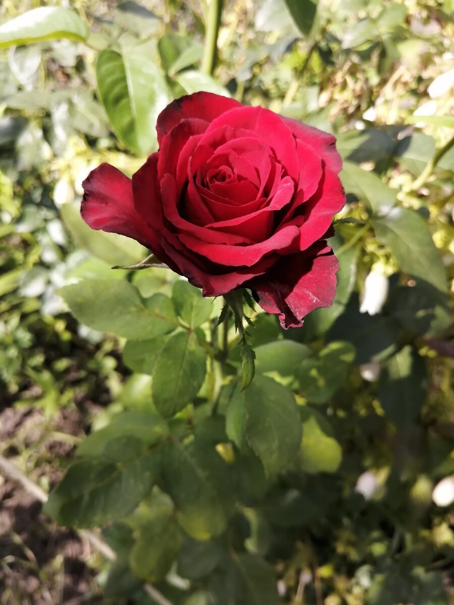 Роза Мэджик Файер