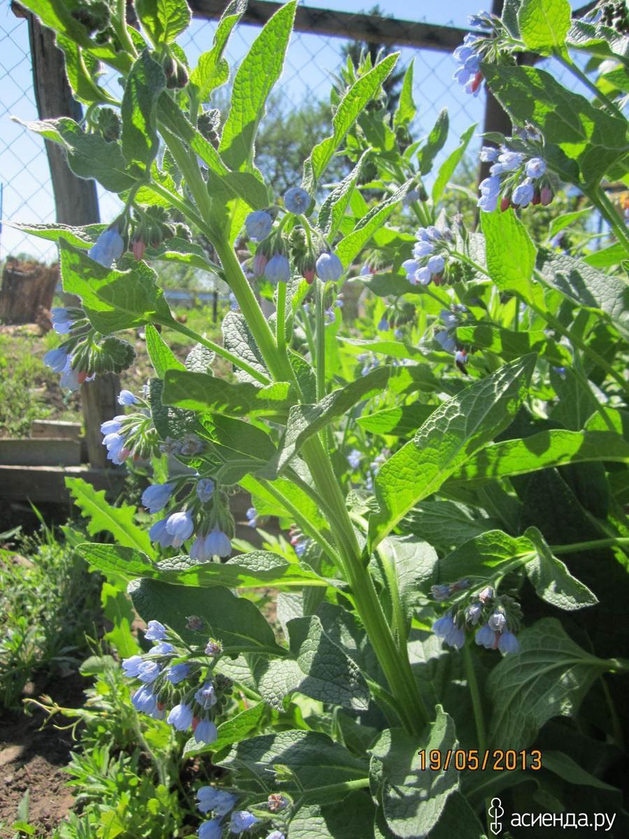 Окопник огуречная трава