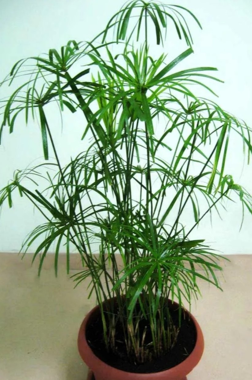 Молочай беложильчатый