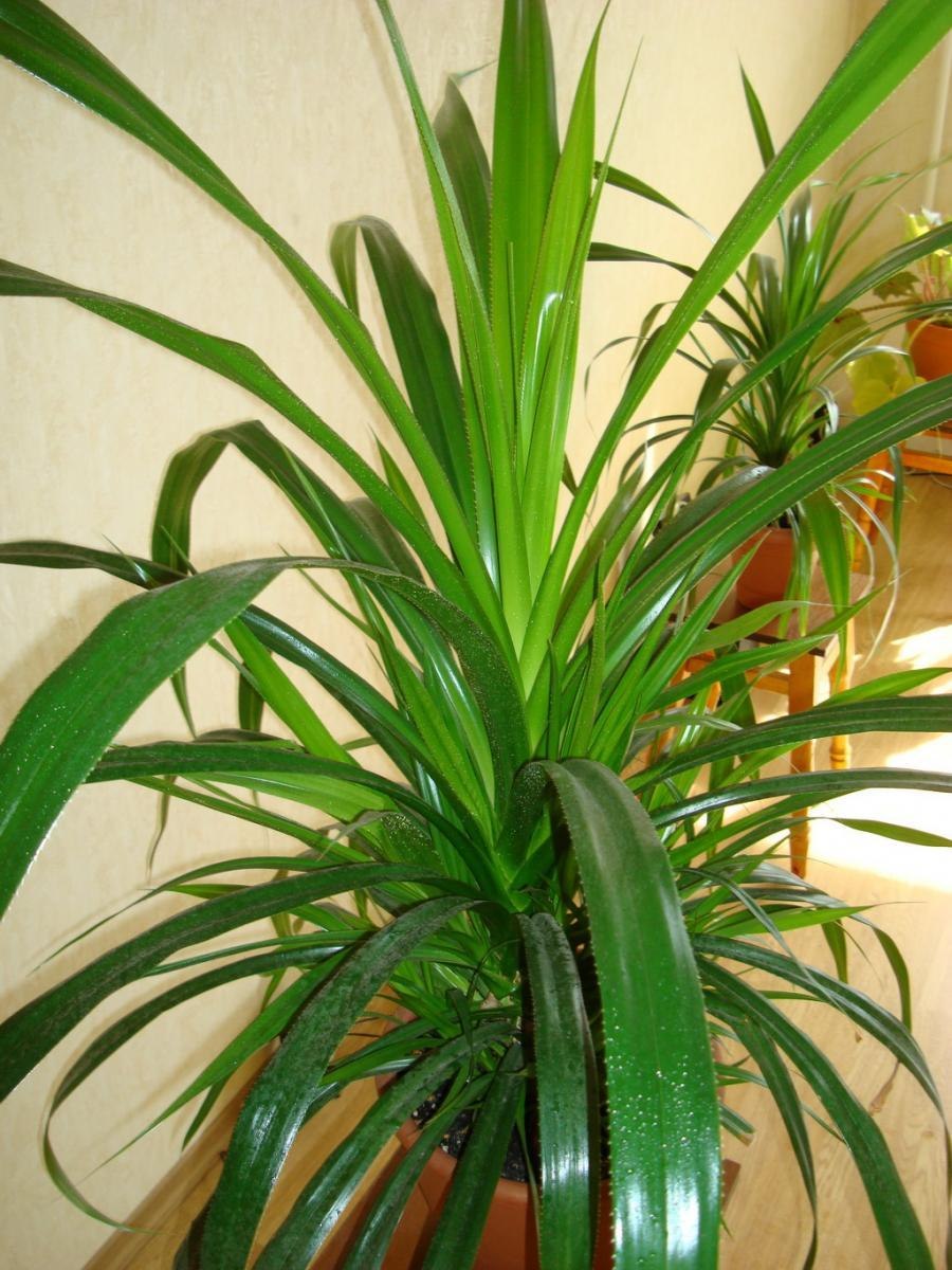Юкка остролистная Пальма