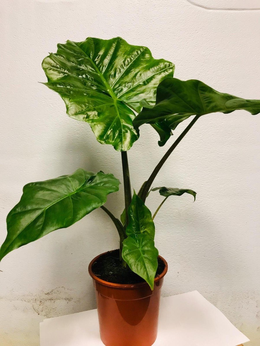 Алоказия gageana half Bont