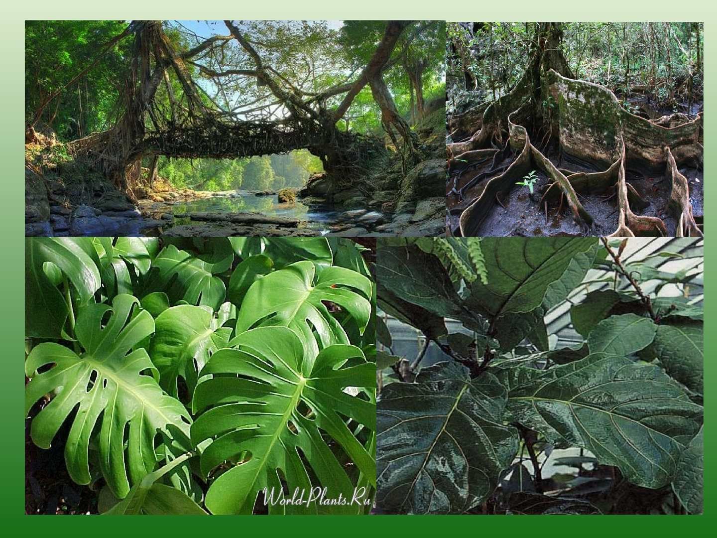 Мир влажности. Растительность влажных экваториальных лесов Африки. Растения экваториальных лесов Африки. Лиановидные папоротники. Растения влажных экваториальных лесов Южной Америки.