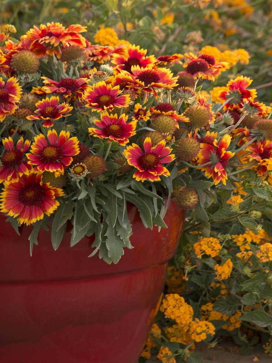 Гайлардия остистая многолетники