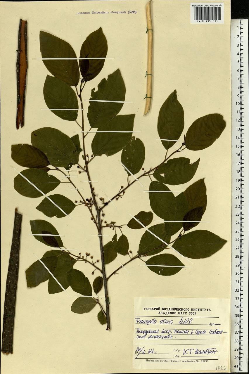 Rhamnus cathartica гербарий