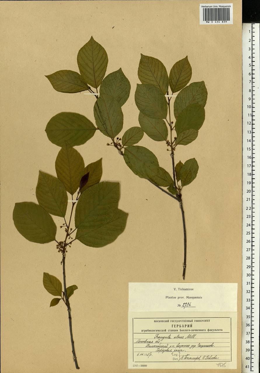 Плоды жостера слабительного