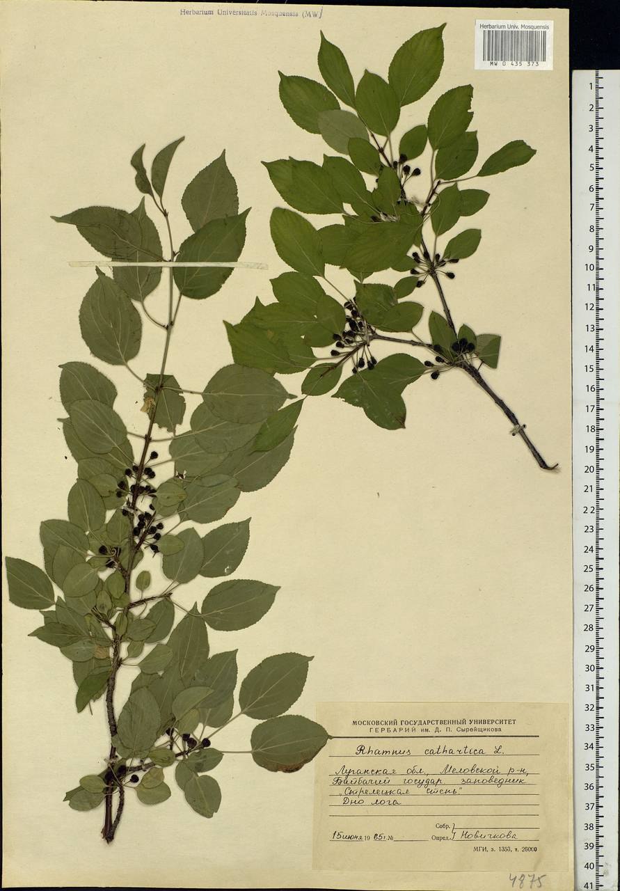 Черемуха Фармакогнозия