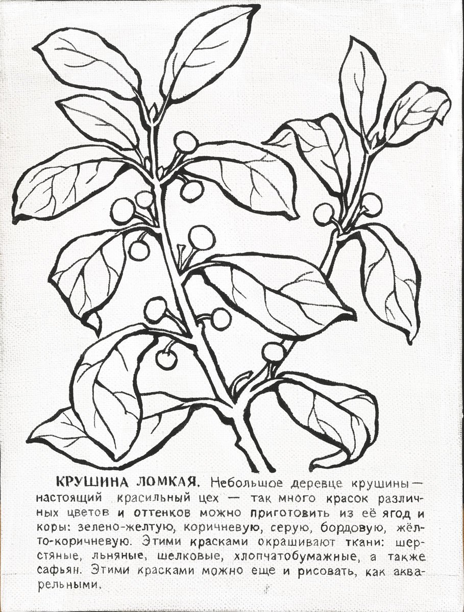 Кора крушины микроскопия