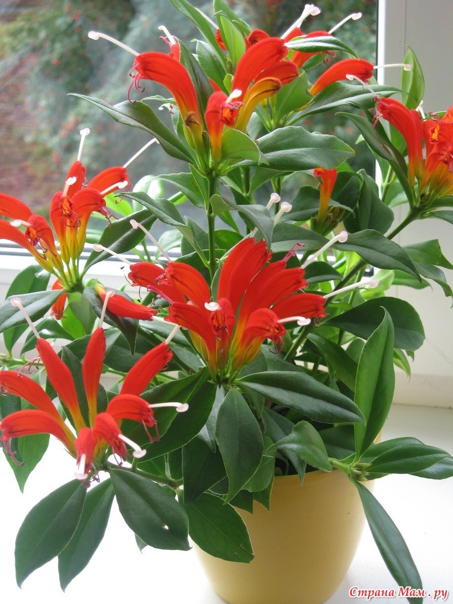 Эсхинантус Специозус